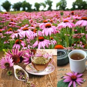 Şifalı kırmızı ekinezya tohumu echinacea purpurea immün otu