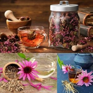 Şifalı kırmızı ekinezya tohumu echinacea purpurea immün otu