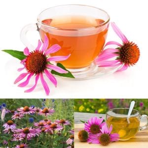 Şifalı kırmızı ekinezya tohumu echinacea purpurea immün otu