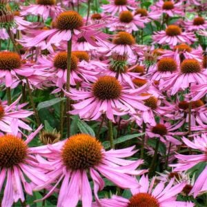 Şifalı kırmızı ekinezya tohumu echinacea purpurea immün otu