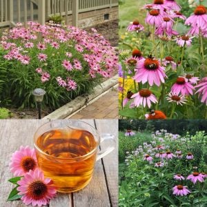 Şifalı kırmızı ekinezya tohumu echinacea purpurea immün otu