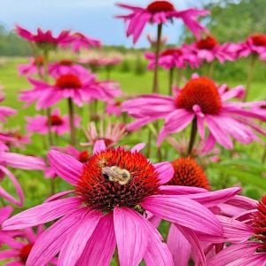 Şifalı kırmızı ekinezya tohumu echinacea purpurea immün otu