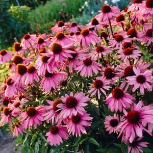 Şifalı kırmızı ekinezya tohumu echinacea purpurea immün otu