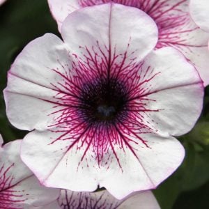Leylak kırçıllı sarkan petunya fidesi pegasus lavender vein