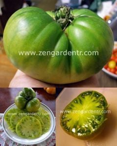 Yeşil alman domatesi tohumu aunt Ruby's tomato geleneksel