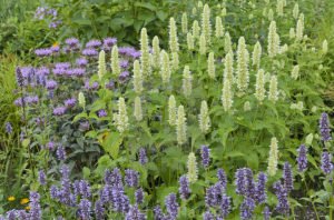 Snow Spike zufa çiçeği fidesi agastache rugosa alba