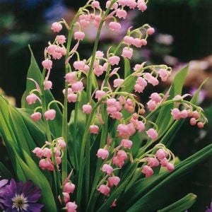 Pembe müge soğanı rizom kökü convallaria lily of the valley