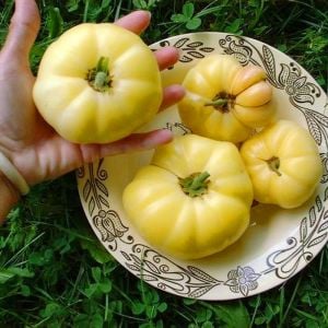 Beyaz domates tohumu great white tomato geleneksel