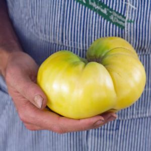 Beyaz domates tohumu great white tomato geleneksel