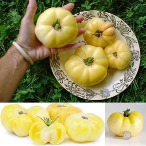 Beyaz domates tohumu great white tomato geleneksel