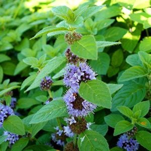 Yabani yağlık nane tohumu mentha arvensis