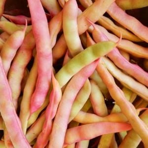 Atalık Pembe Fıstık fasulyesi tohumu sırık  tip