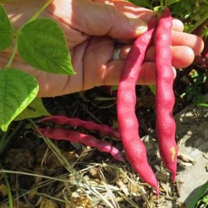 Atalık Pembe Fıstık fasulyesi tohumu sırık  tip