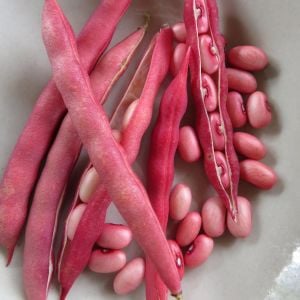 Atalık Pembe Fıstık fasulyesi tohumu sırık  tip
