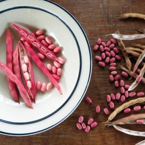 Atalık Pembe Fıstık fasulyesi tohumu sırık  tip