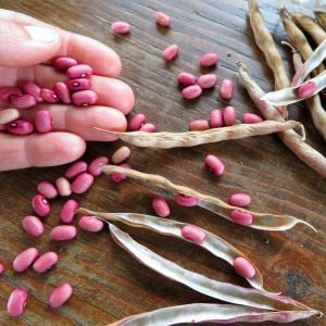 Atalık Pembe Fıstık fasulyesi tohumu sırık  tip