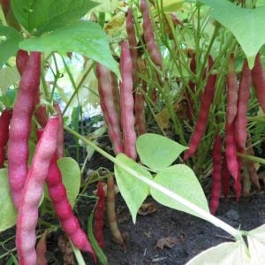 Atalık Pembe Fıstık fasulyesi tohumu sırık  tip