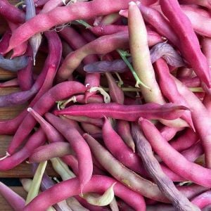 Atalık Pembe Fıstık fasulyesi tohumu sırık  tip