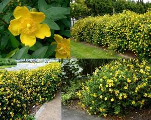 Sarı kantaron bitkisi hypericum patalum hidcote