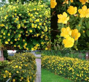 Sarı kantaron bitkisi hypericum patalum hidcote