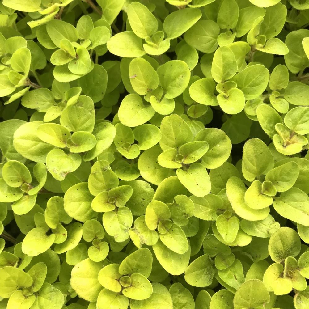 Altın kekik otu fidesi geniş yapraklı mercanköşk origanum