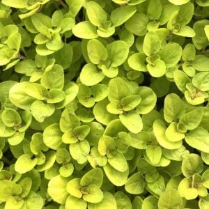 Altın kekik otu fidesi geniş yapraklı mercanköşk origanum