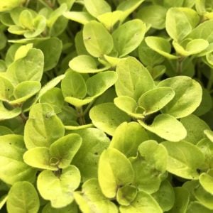 Altın kekik otu fidesi geniş yapraklı mercanköşk origanum