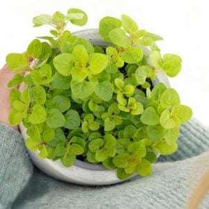 Altın kekik otu fidesi geniş yapraklı mercanköşk origanum gold nugget