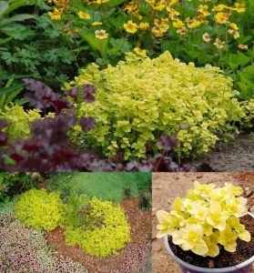 Altın kekik otu fidesi geniş yapraklı mercanköşk origanum