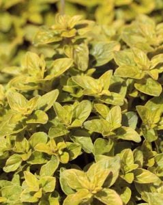 Altın kekik otu fidesi geniş yapraklı mercanköşk origanum gold nugget