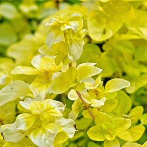 Altın kekik otu fidesi geniş yapraklı mercanköşk origanum