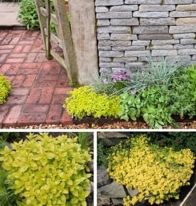 Altın kekik otu fidesi geniş yapraklı mercanköşk origanum gold nugget