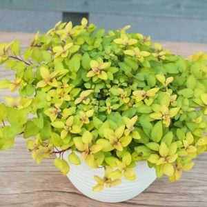 Altın kekik otu fidesi geniş yapraklı mercanköşk origanum gold nugget