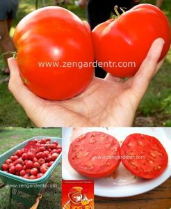 Kozmonot Volkov Ukrayna domatesi tohumu cosmonaut volkov tomato geleneksel