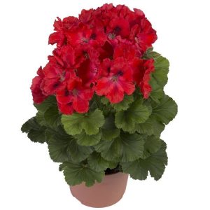 Rosanna canan sardunya fidesi pelargonium ceylan gözü 7 yada 9 cm saksıda