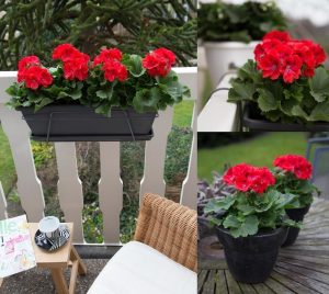 Rosanna canan sardunya fidesi pelargonium ceylan gözü 7 yada 9 cm saksıda