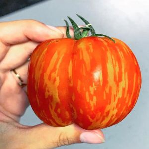 Dolmalık domates tohumu striped cavern tomato geleneksel