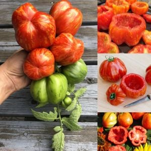 Dolmalık domates tohumu striped cavern tomato geleneksel