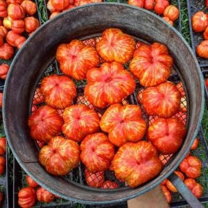 Dolmalık domates tohumu striped cavern tomato geleneksel