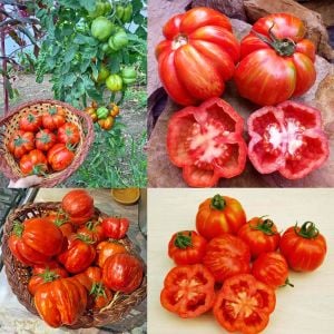 Dolmalık domates tohumu striped cavern tomato geleneksel