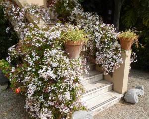 Yoğun kokulu pembe yasemin fidesi jasminum polyanthum jasmine