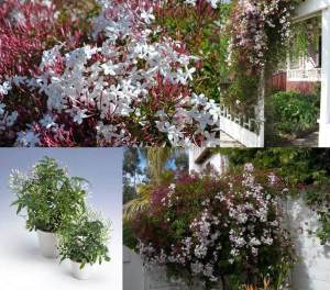 Yoğun kokulu pembe yasemin fidesi jasminum polyanthum jasmine