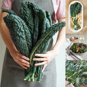 Lacitano Kale tohumu kara lahana türü