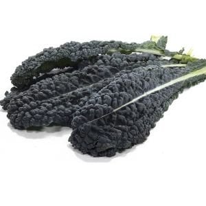 Lacitano Kale tohumu kara lahana türü