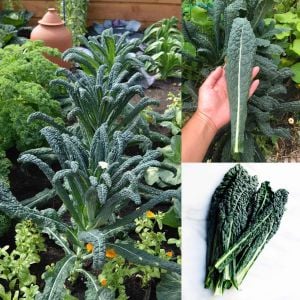 Lacitano Kale tohumu kara lahana türü