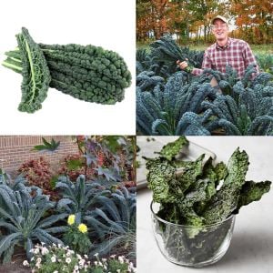 Lacitano Kale tohumu kara lahana türü