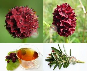 Şifalı çayır düğmesi tohumu kırmızı çiçekli sanguisorba officinalis burnet