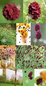 Şifalı çayır düğmesi tohumu kırmızı çiçekli sanguisorba officinalis burnet
