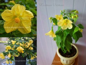 Sarı abutilon çiçeği fidesi abutilon bella