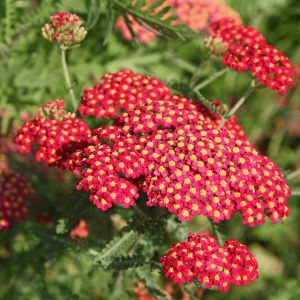 Kırmızı civanperçemi tohumu achillea millefolium